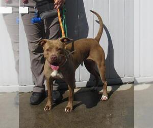 American Pit Bull Terrier Dogs for adoption in Louisville, KY, USA