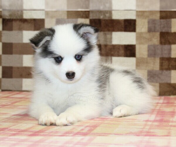 Medium Photo #2 Pomsky Puppy For Sale in DENVER, PA, USA
