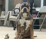 Small Photo #1 American Bully Puppy For Sale in LANSDOWNE, PA, USA