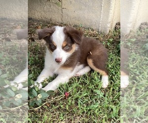Miniature Australian Shepherd Puppy for sale in NEW WASHINGTN, IN, USA