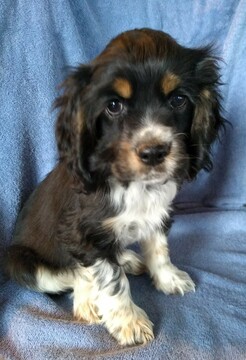 Medium Photo #4 Cocker Spaniel Puppy For Sale in ATKINSONS MILLS, PA, USA