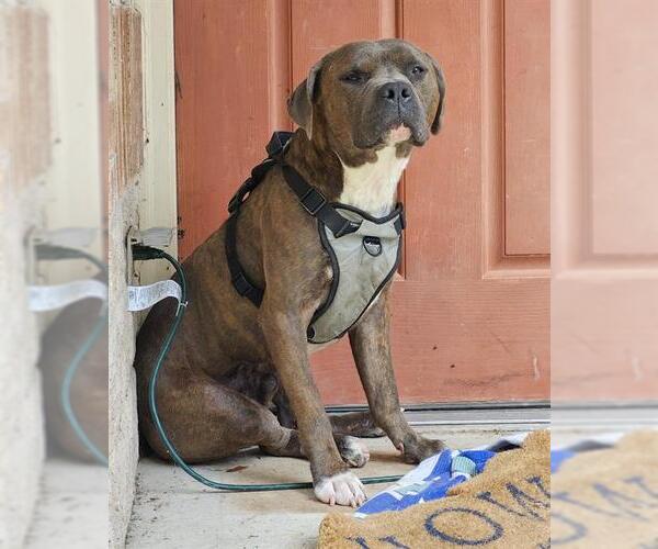 Medium Photo #1 American Staffordshire Terrier-Unknown Mix Puppy For Sale in San Antonio, TX, USA