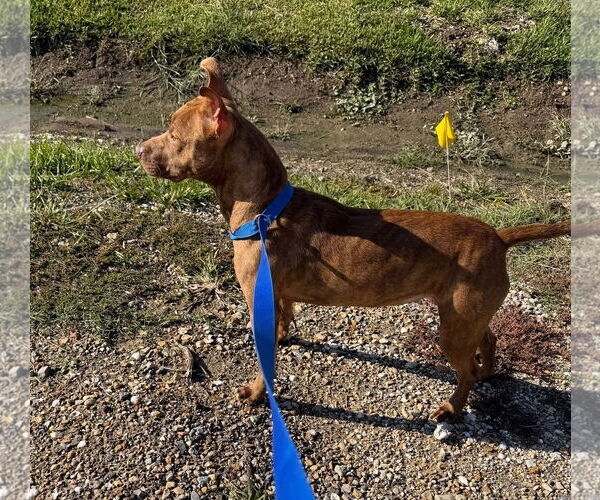 Medium Photo #5 Mutt Puppy For Sale in Oakhurst, NJ, USA