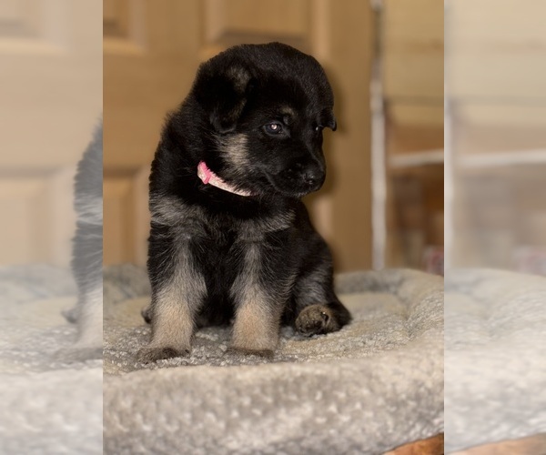 Medium Photo #4 German Shepherd Dog Puppy For Sale in SUMPTER TWP, MI, USA