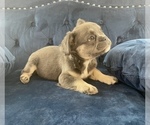 Small Photo #16 French Bulldog Puppy For Sale in WILSON, WY, USA