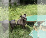Small #1 Labrador Retriever Mix
