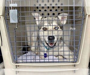 Ace - Male Siberian Husky Dog for Adoption - Photo #3