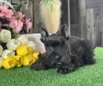 Small #1 Schnauzer (Miniature)