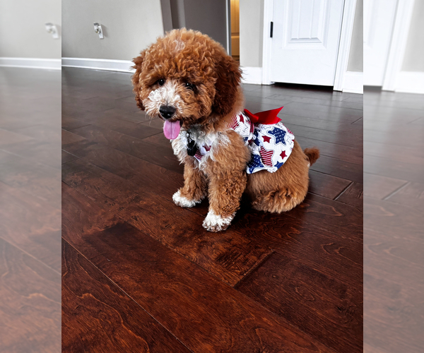 Medium Photo #1 Bichpoo Puppy For Sale in SOUTHAVEN, MS, USA