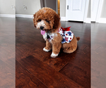 Small Bichpoo