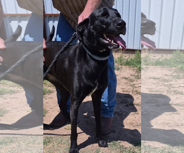 Medium Photo #1 Labrador Retriever Puppy For Sale in Amarillo, TX, USA