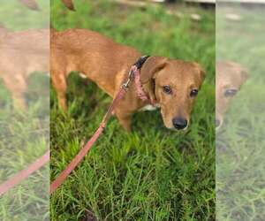 Beagle-Unknown Mix Dogs for adoption in New York, NY, USA