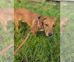 Georgie (AL) - Male Beagle-Unknown Mix Dog for Adoption - Small photo
