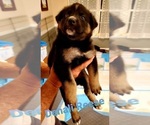 Small Photo #7 German Shepherd Dog-Siberian Husky Mix Puppy For Sale in JOHNS ISLAND, SC, USA