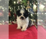 Small Photo #8 Poodle (Miniature)-Zuchon Mix Puppy For Sale in BOWLING GREEN, KY, USA