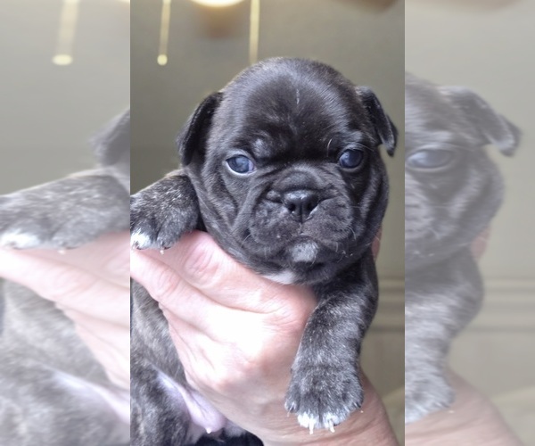 Medium Photo #6 Faux Frenchbo Bulldog Puppy For Sale in FT MYERS, FL, USA