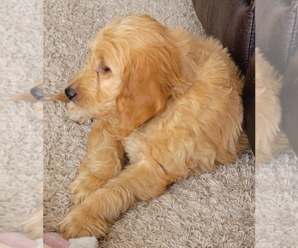 Medium Photo #8 Goldendoodle Puppy For Sale in GILLETTE, WY, USA