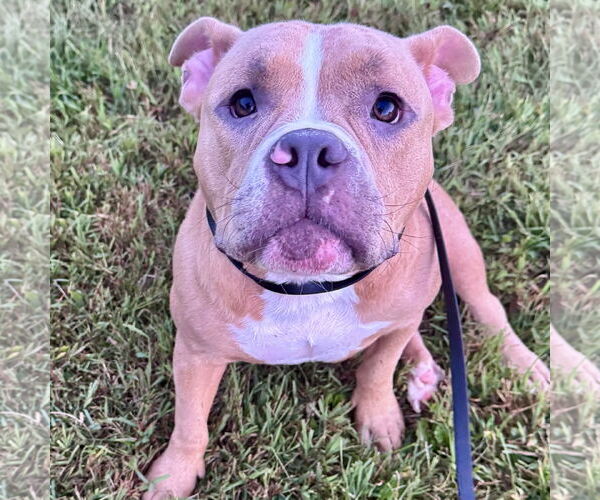Medium Photo #1 American Staffordshire Terrier Puppy For Sale in Newfield, NJ, USA