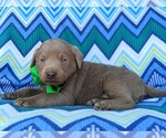 Small Photo #4 Labrador Retriever Puppy For Sale in KINZERS, PA, USA