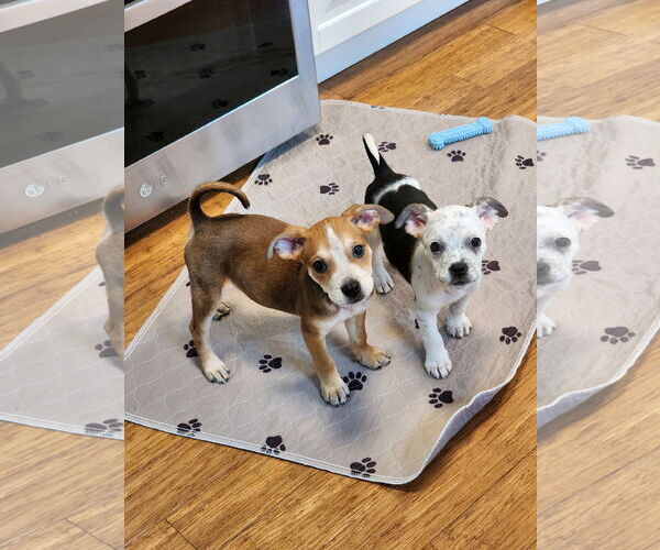 Medium Photo #3 Boston Huahua Puppy For Sale in St. Louis Park, MN, USA