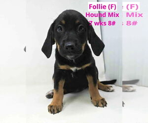 Mutt Dogs for adoption in pomfret, CT, USA