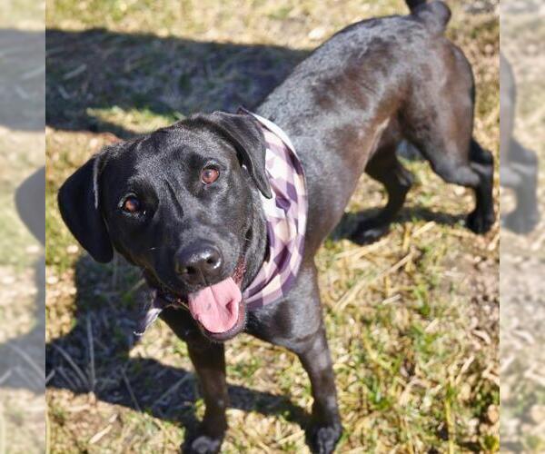 Medium Photo #1 Labrador Retriever-Unknown Mix Puppy For Sale in San Antonio, TX, USA