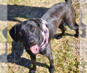 Labrador Retriever-Unknown Mix Dogs for adoption in San Antonio, TX, USA
