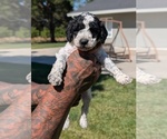 Small #3 Bernedoodle-Cavapoo (Miniature) Mix