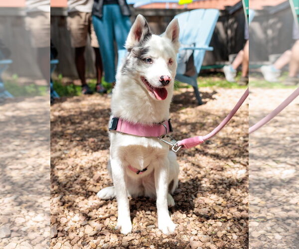 Medium Photo #2 Pomsky Puppy For Sale in St. Louis Park, MN, USA