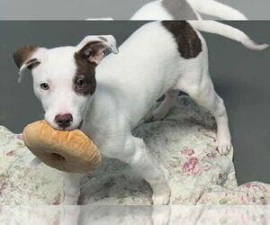 Labrador Retriever-Unknown Mix Dogs for adoption in garner, NC, USA