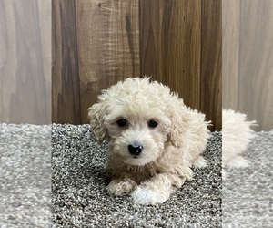 Maltese-Poodle (Toy) Mix Puppy for sale in SENECA FALLS, NY, USA