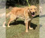 Small Golden Retriever