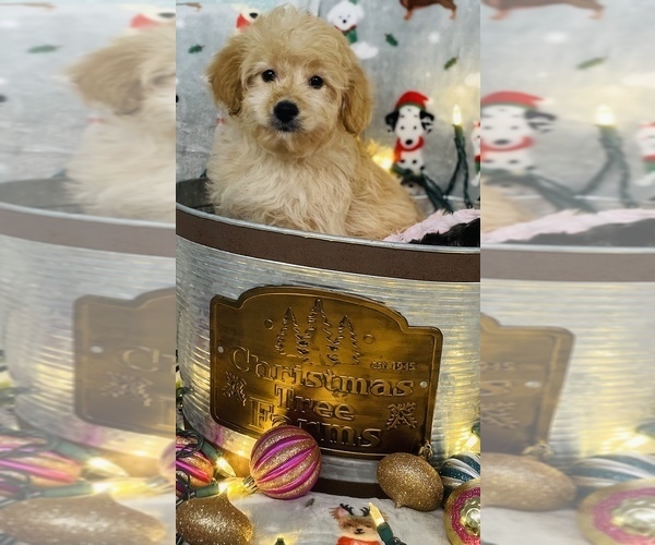 Full screen Photo #1 Golden Retriever-Poodle (Toy) Mix Puppy For Sale in CINCINNATI, OH, USA