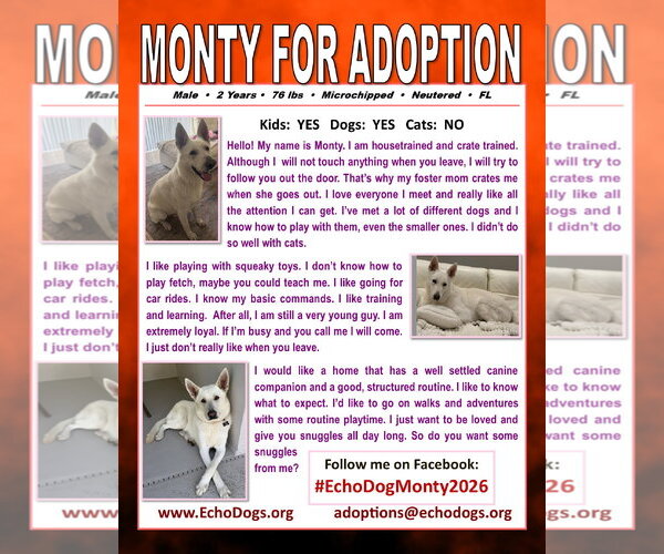 Medium Photo #2 - Mix Puppy For Sale in Hoffman Estates, IL, USA