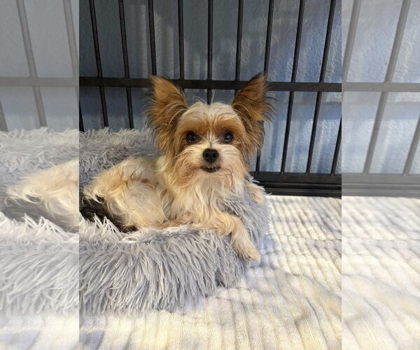 Medium Photo #2 Mutt Puppy For Sale in Bellevue, WA, USA