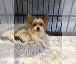 Small #1 Mutt