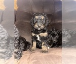 Small Photo #1 Bernedoodle Puppy For Sale in CARY, IL, USA