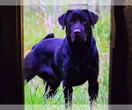 Small #8 Labrador Retriever