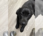 Puppy Midnight Labrador Retriever