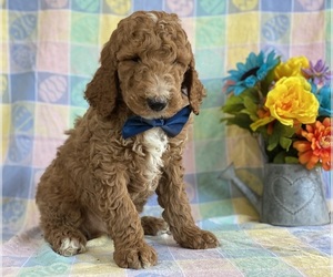 Goldendoodle Puppy for sale in LANCASTER, PA, USA