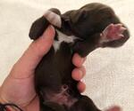 Small Photo #1 German Shorthaired Pointer Puppy For Sale in KENDALL, FL, USA