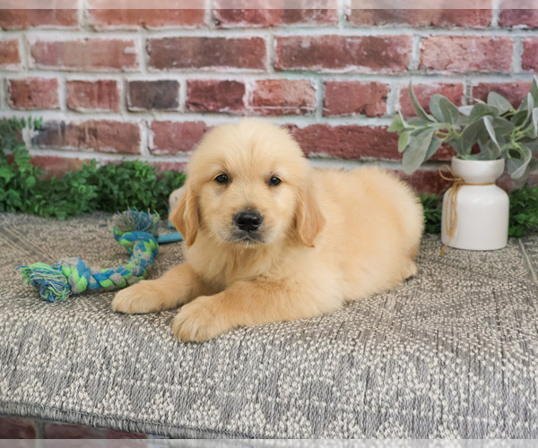 Medium Photo #7 Golden Retriever Puppy For Sale in SYRACUSE, IN, USA