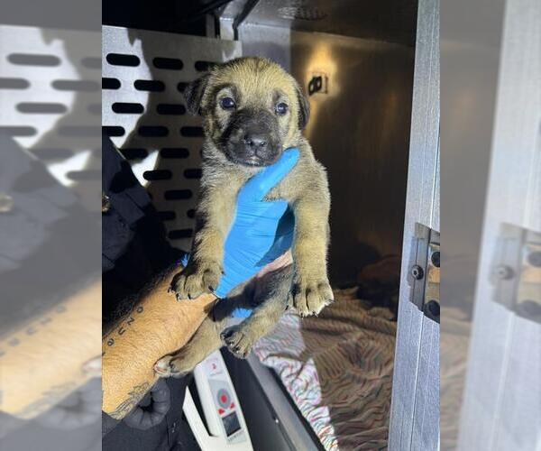 Medium Photo #1 German Shepherd Dog-Unknown Mix Puppy For Sale in San Antonio, TX, USA