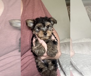 Morkie Puppy for sale in VIRGINIA BEACH, VA, USA