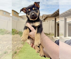 Wrynn - Female Mutt Dog for Adoption - Photo #9