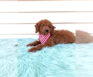 Goldendoodle-Poodle (Miniature) Mix Puppy for sale in ORLANDO, FL, USA