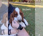 Puppy Beckett Basset Hound