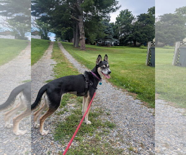 Medium Photo #7 Huskies -Unknown Mix Puppy For Sale in Monterey, VA, USA