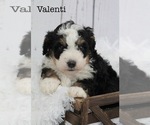 Puppy Valenti Bernedoodle