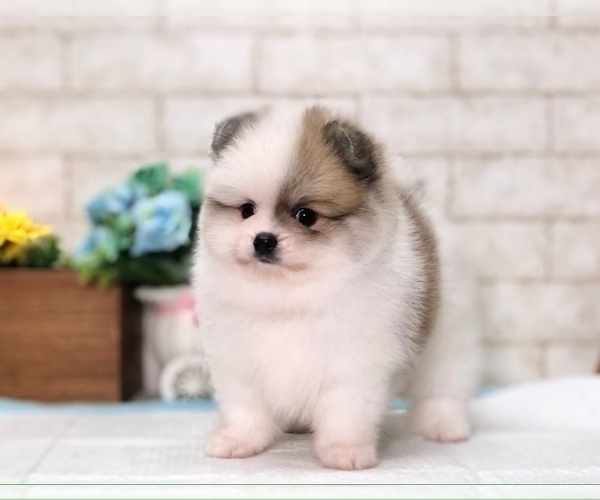 Medium Photo #6 Pomeranian Puppy For Sale in MIAMI, FL, USA